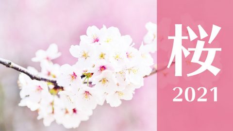 【まとめ：桜2021】締切間近！ボリューム感が大事！【季節商品で定番商品】