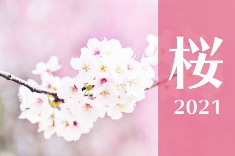 【まとめ：桜2021】締切間近！ボリューム感が大事！【季節商品で定番商品】