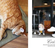 【新カタログ：クレエ】DOG/CATカタログのご案内